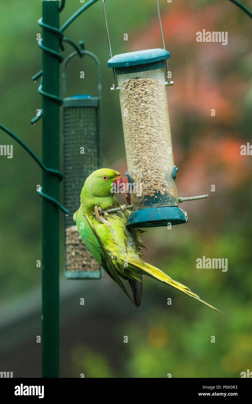 Rose-ringed or ring-necked parakeet (Psittacula krameri) on bird feeder in urban garden.  London, UK. Stock Photo