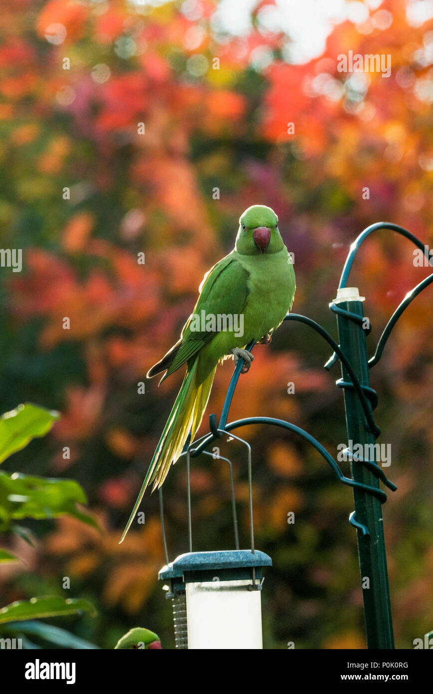 Rose-ringed or ring-necked parakeet (Psittacula krameri) on bird feeders in urban garden.  London, UK. Stock Photo