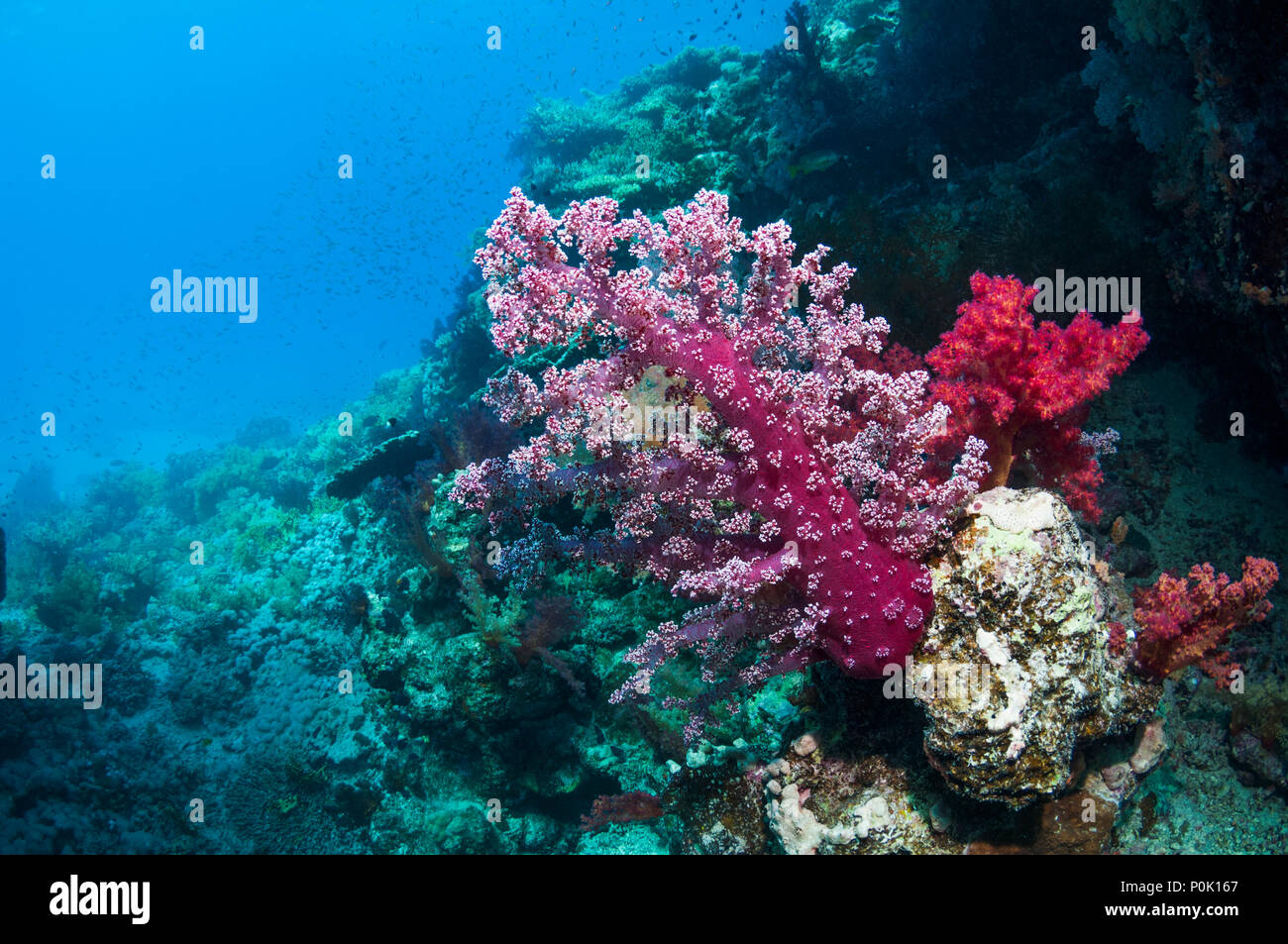 Soft coral [Dendronephthya sp.].  Egypt, Red Sea. Stock Photo