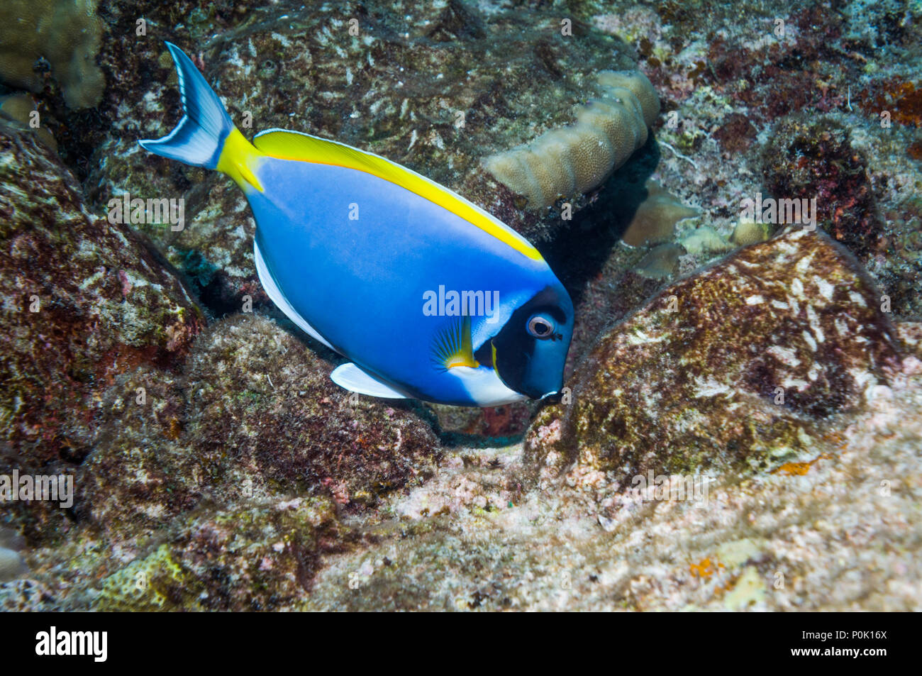 Powder blue surgeonfish or tang [Acanthurus leucosternon] feeding on algae on coral rock.  Andaman Sea,  Thailand. Stock Photo