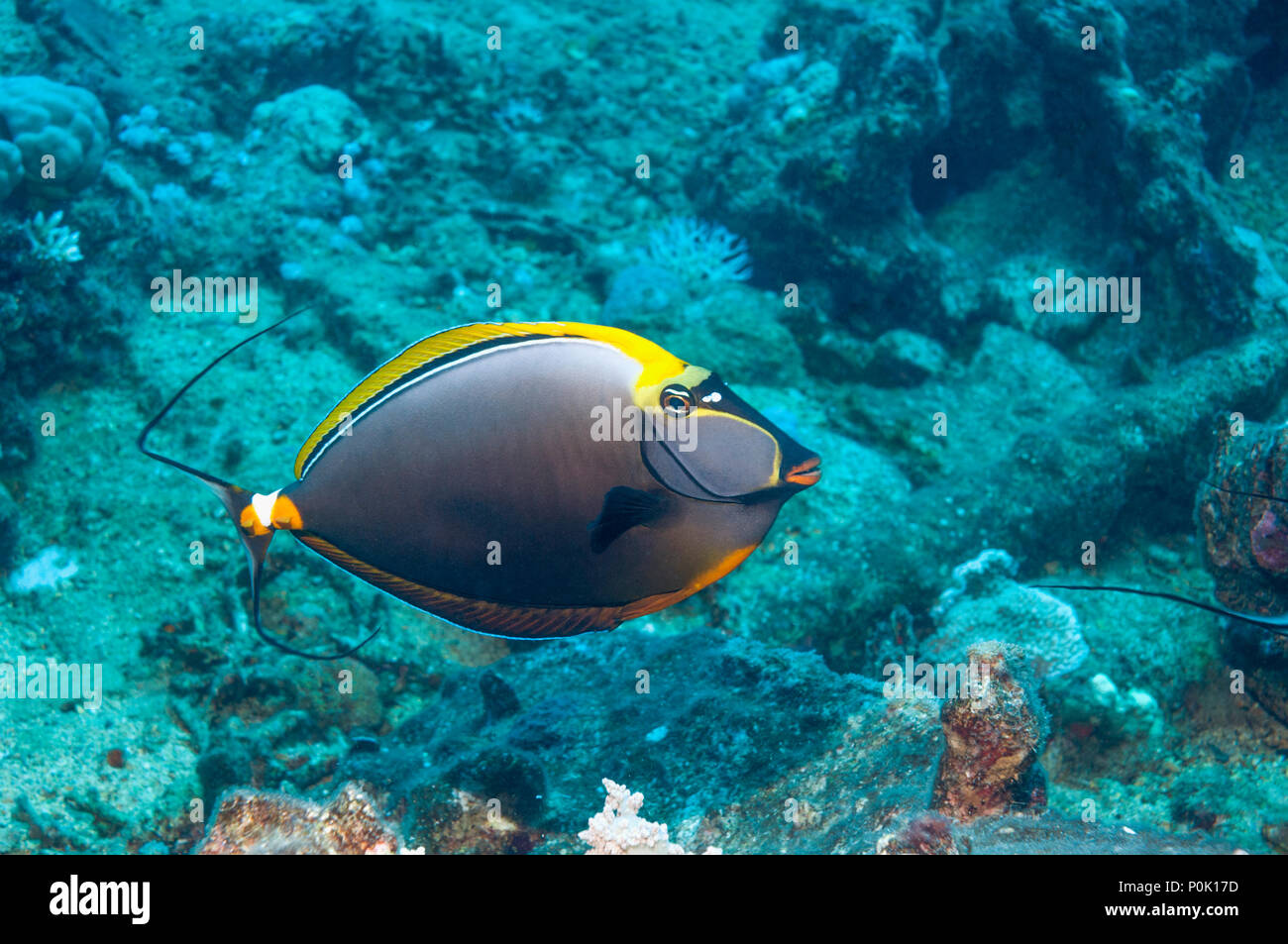 Orangespine surgeonfish [Naso elegans]. Egypt, Red Sea Stock Photo - Alamy