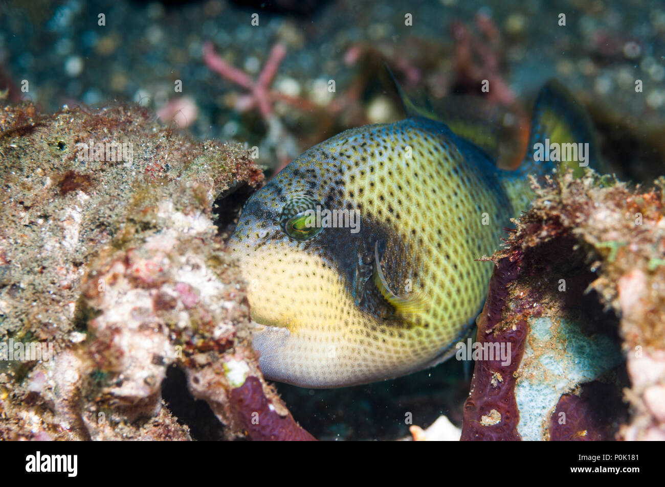 Titan triggerfish [Balistoides viridescens] juvenile about to hide in hole in coral.  Lembeh Strait, North Sulawesi, Indonesia. Stock Photo