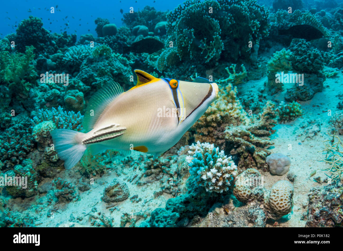 Picasso triggerfish [Rhinecanthus assasi].  Egypt, Red Sea. Stock Photo