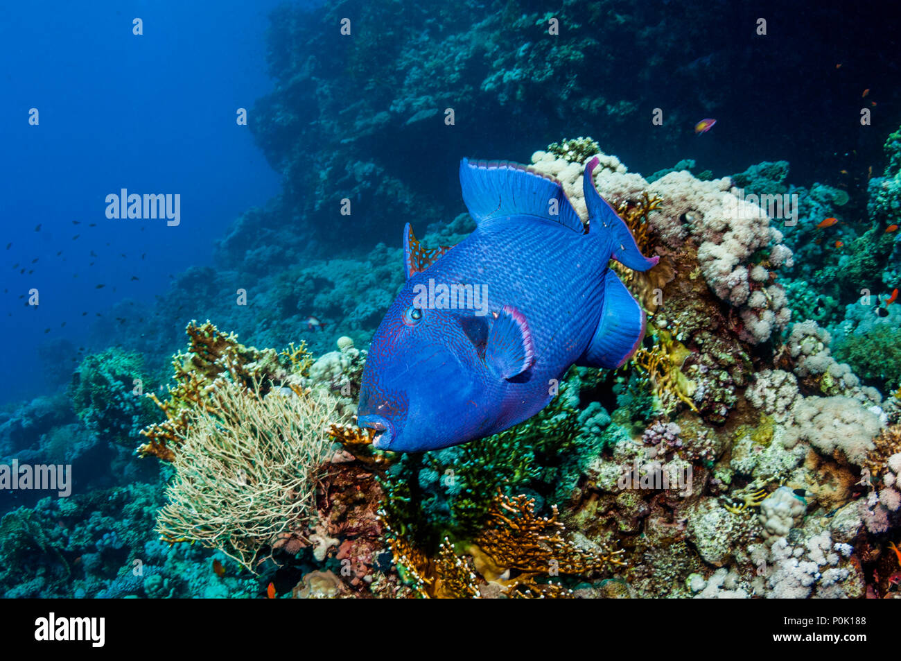 Blue or Rippled triggerfish [Pseudobalistes fuscus].  Red Sea, Egypt. Stock Photo