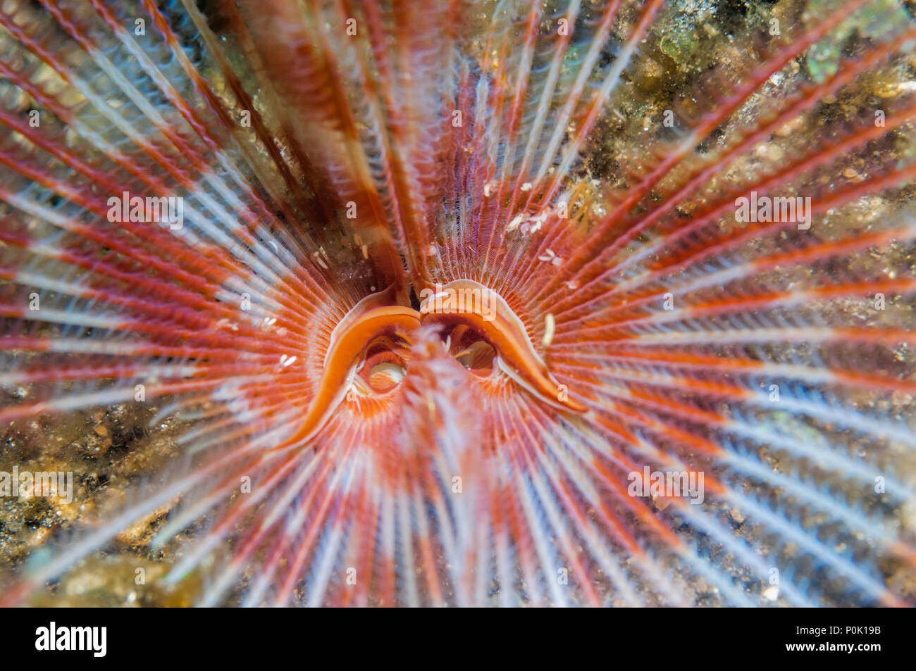 Indian fanworm [Sabellastarte indica].  Lembeh Strait, North Sulawesi, Indonesia. Stock Photo