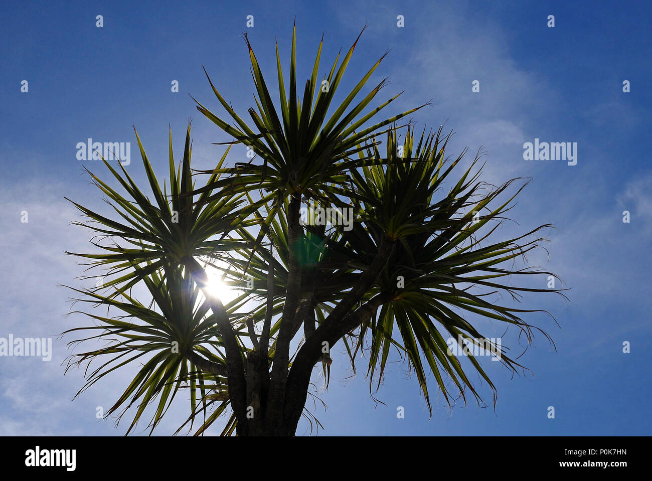 Sunlight through palm tree hi-res stock photography and images - Alamy