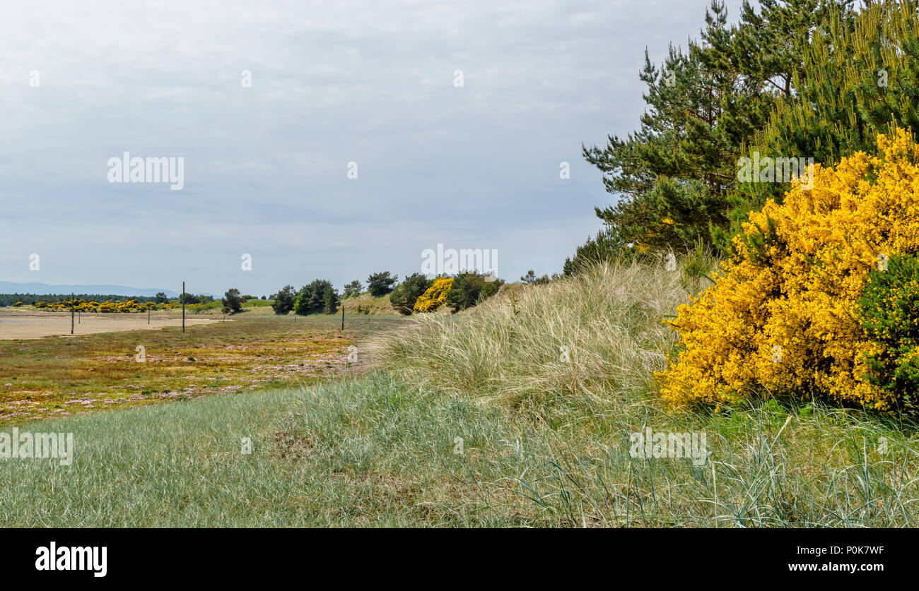 CULBIN BEACH MORAY SCOTLAND MILES OF SANDY BEACH YELLOW BROOM AND SEA GRASS  ON A DUNE AND PINK SEA THRIFT FLOWERS ON SHORELINE Stock Photo - Alamy