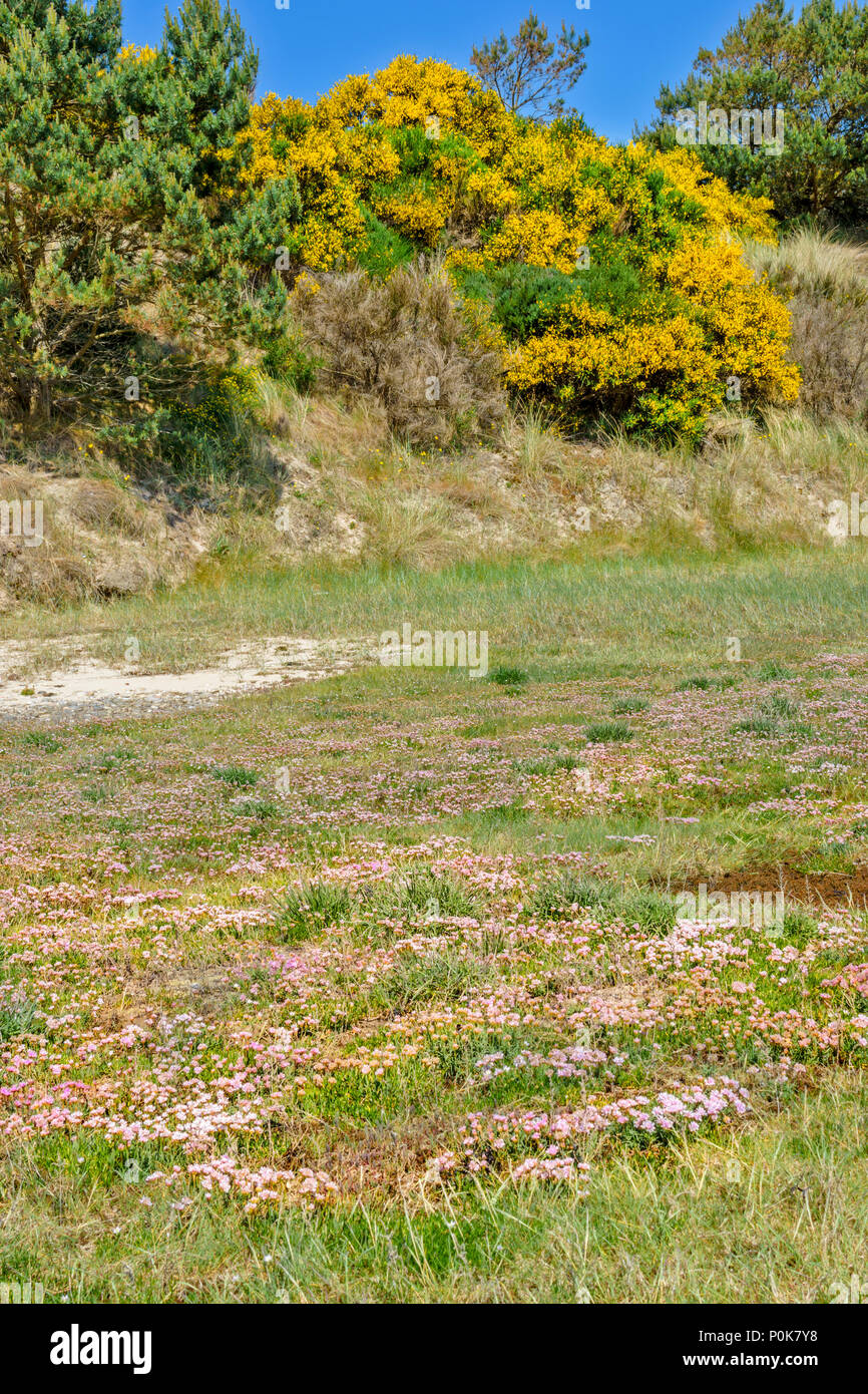 CULBIN BEACH MORAY SCOTLAND YELLOW BROOM AND SEA GRASS ON A DUNE AND MASSES OF PINK SEA THRIFT FLOWERS ON SHORELINE Stock Photo