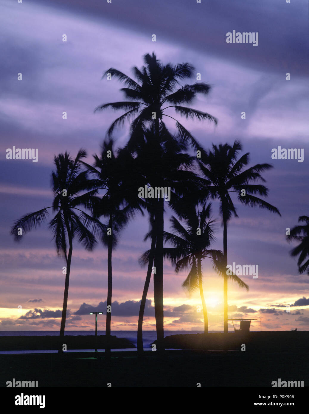 Tall palm trees ala moana hi-res stock photography and images - Alamy
