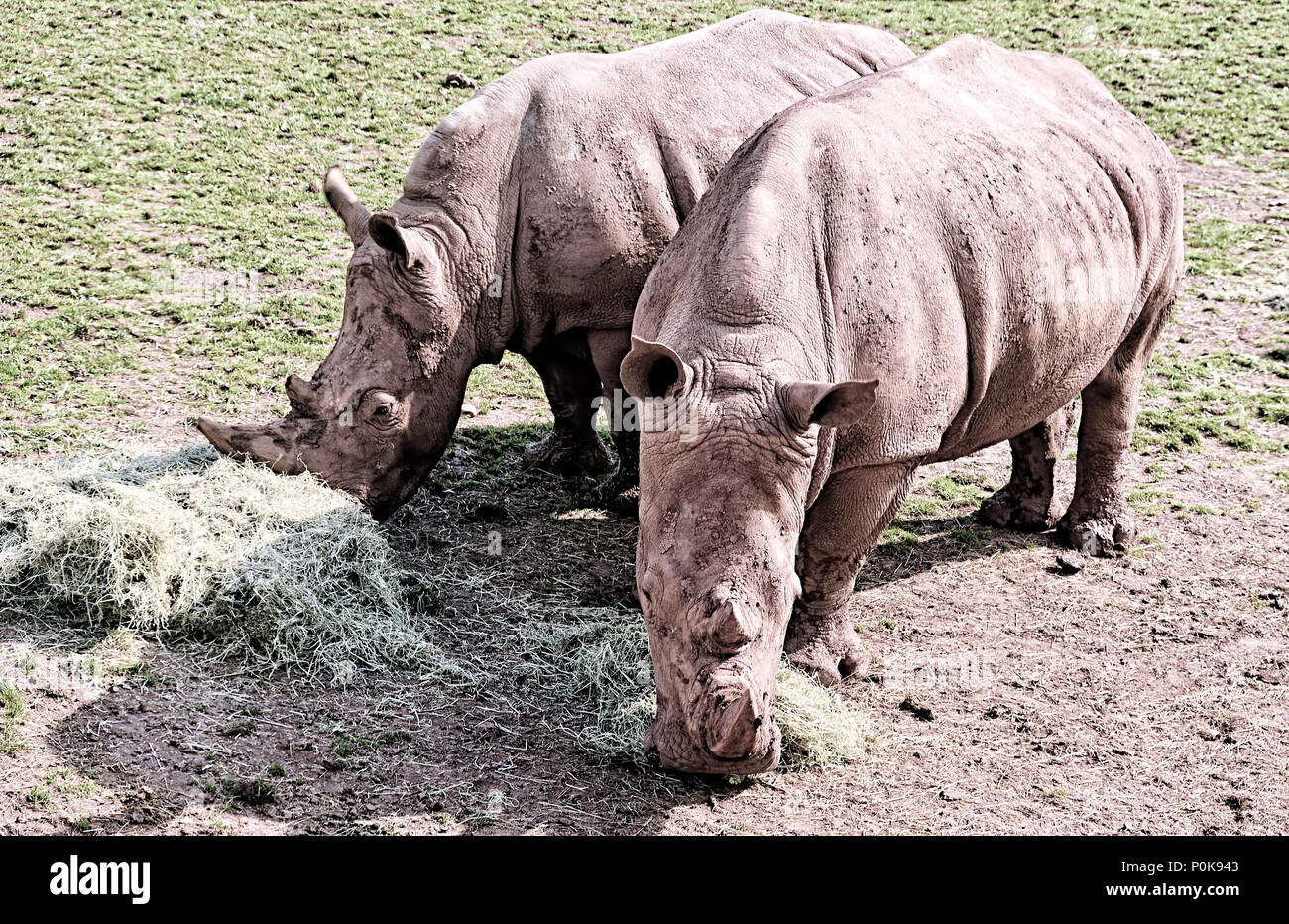 Two White Rhinos Stock Photo