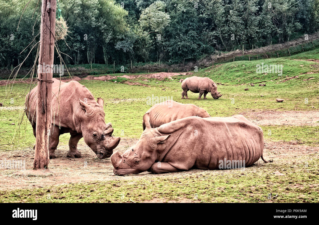 Four White Rhino Stock Photo