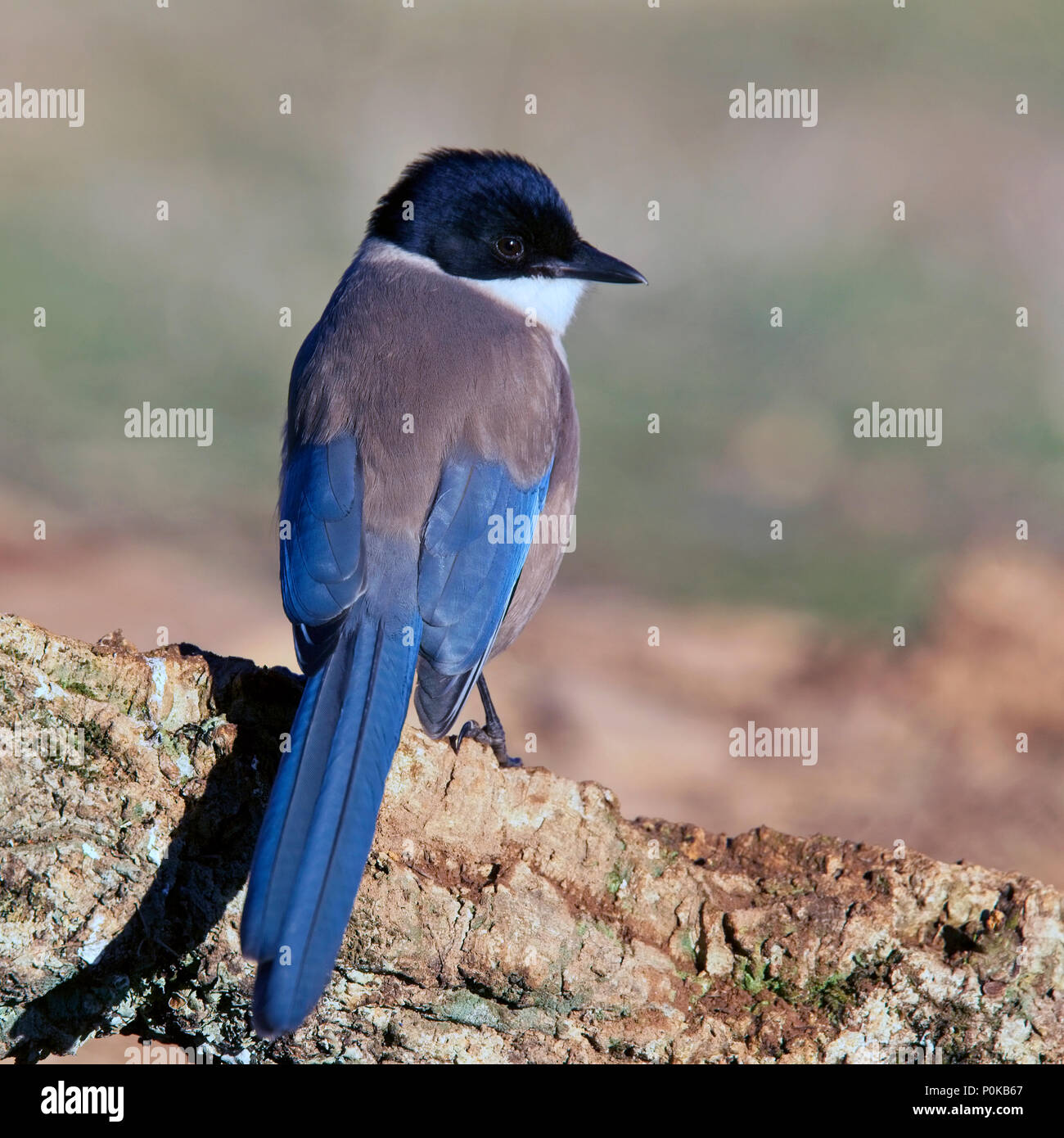 Iberian (Azure-winged) Magpie (Cyanopica cooki), early morning light, Sierra Morena, Andalucia, Spain. Stock Photo