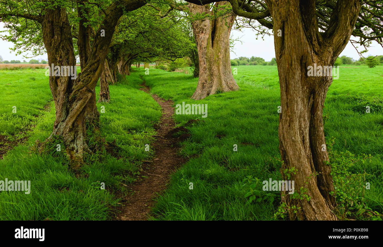Trees Sprouting In Spring Trees sprouting spring leaves and fields of grass flank a footpath ...