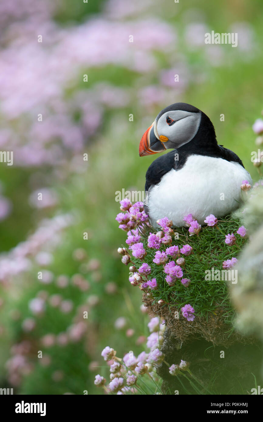 head bird hires stock photography and images Alamy