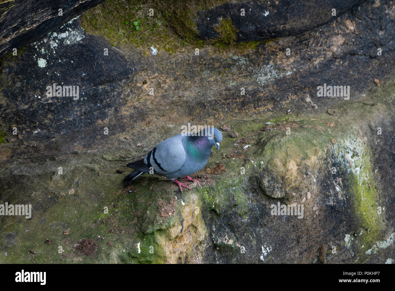 head bird hires stock photography and images Alamy