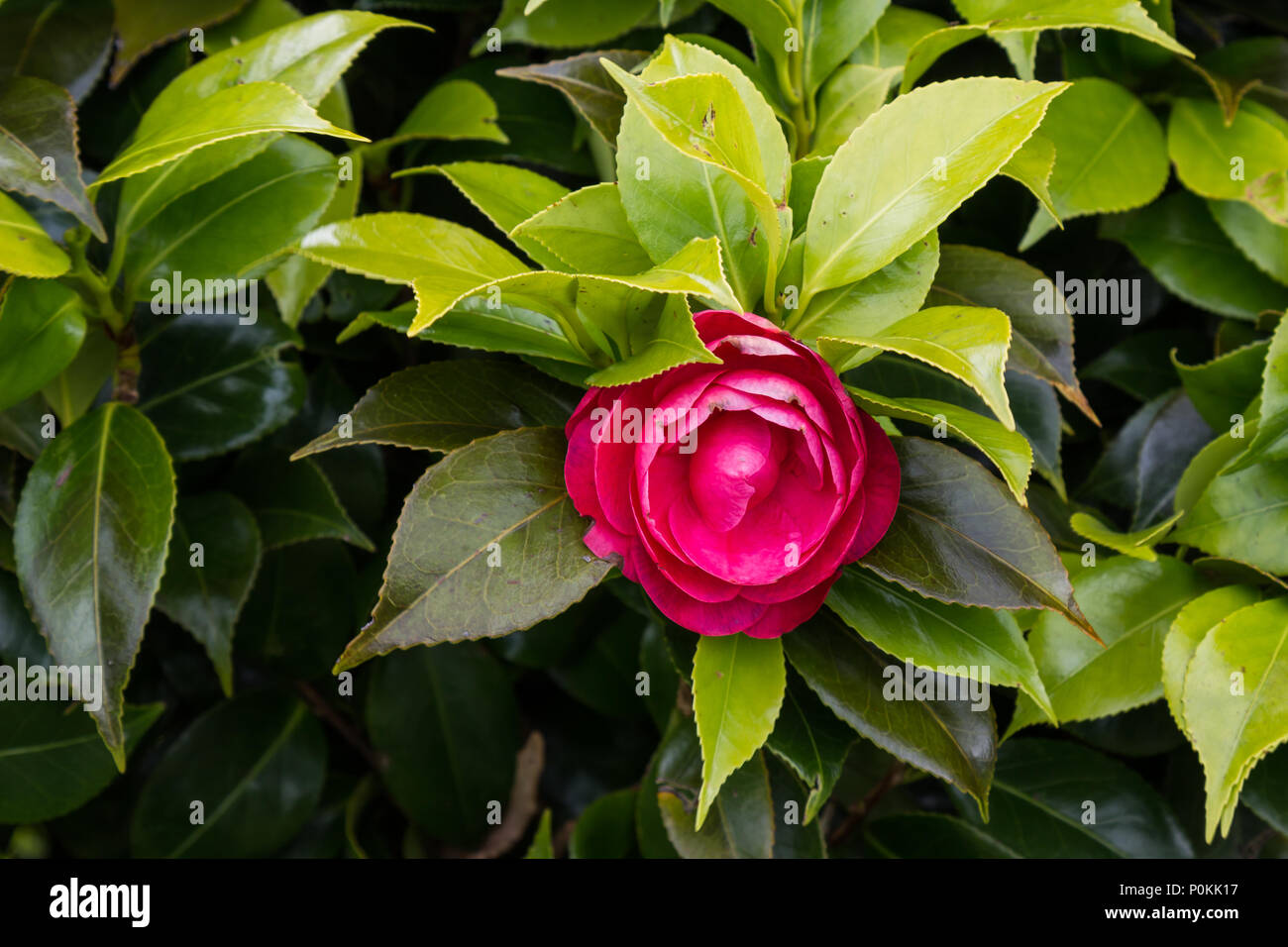 Full blossom of a red camellia flower on a bush with dark green a fresh new light grean leaves. Stock Photo