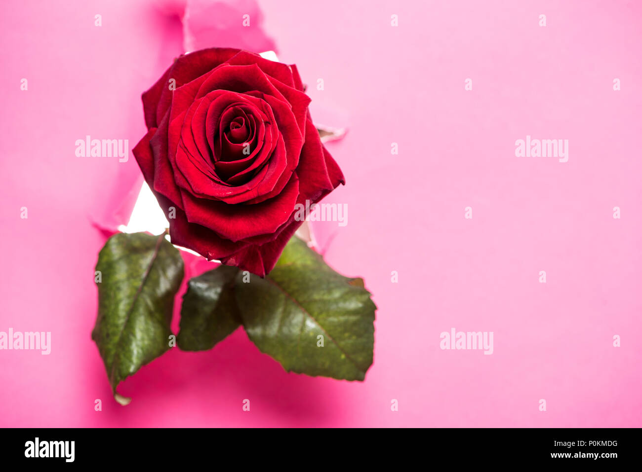 one red rose with green leaves sticking up from hole in pink paper