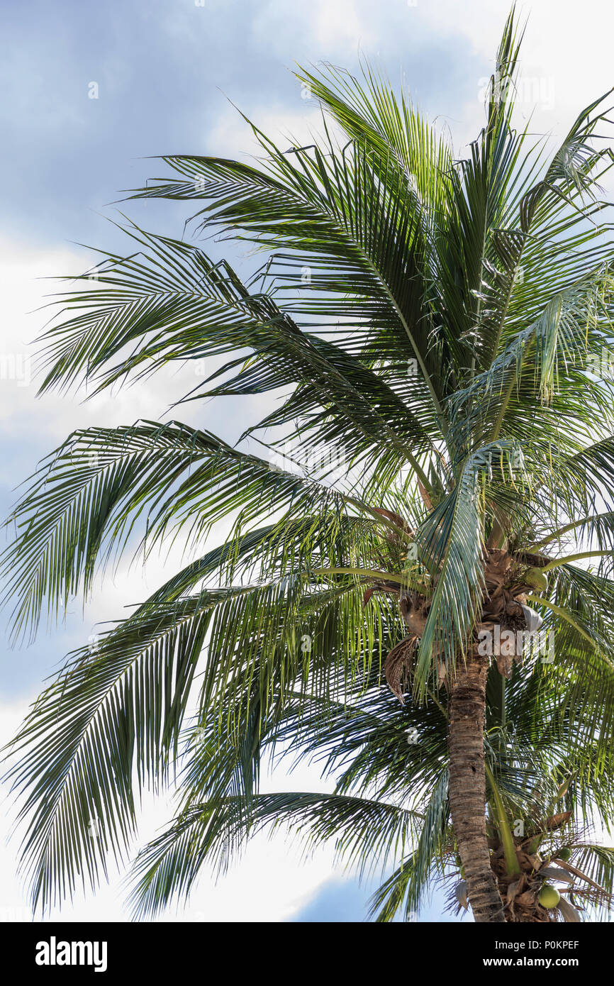 Tropical exotic perfect palm trees in front of blue sky Stock Photo - Alamy