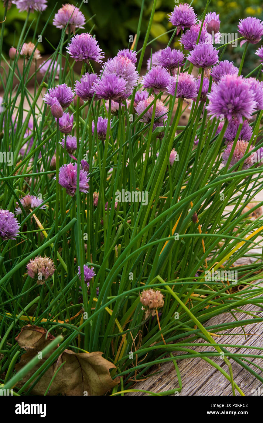 chives plant with flowers, comun name chives, scientific name Allium Schoenoprasum Stock Photo