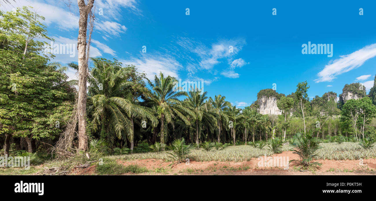 African oil palm plantation in Thailand Elaeis guineensis or macaw-fat Stock Photo