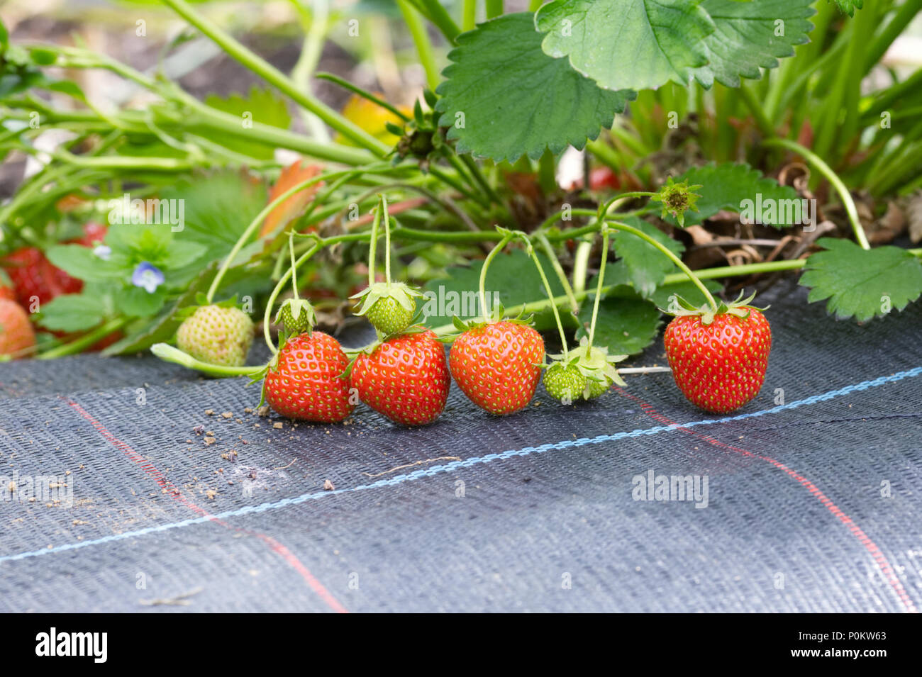 Fragaria. Strawberries ripening in the field. Stock Photo