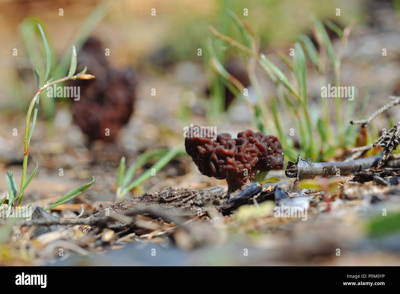 Close up of gyromitra mushroom. Stock Photo