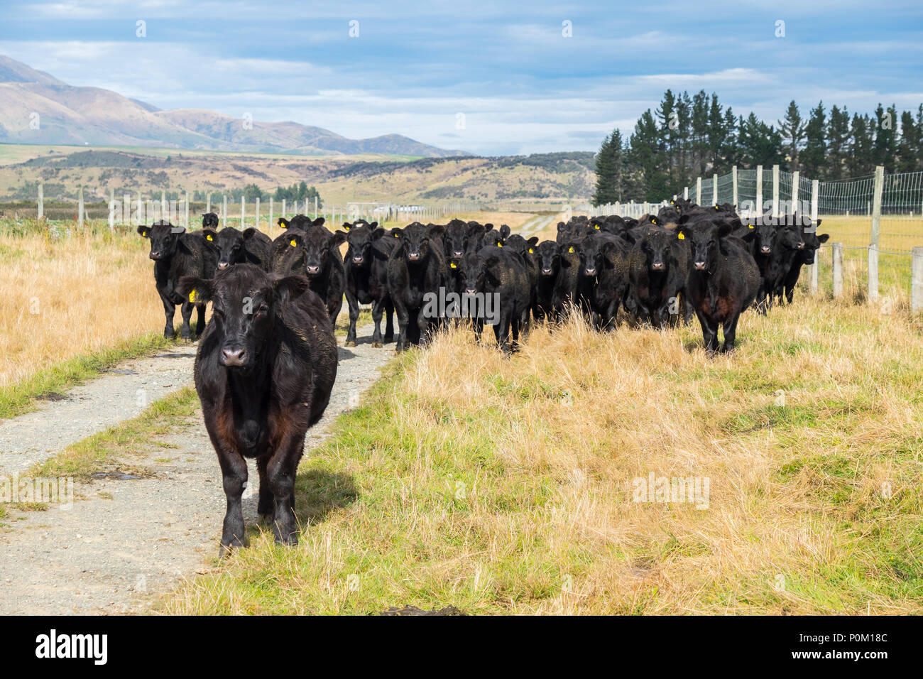 A herd of black cattle standing in the pasture in New Zealand Stock ...
