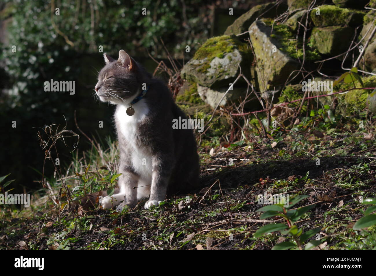 Tabby cat sunbathing in overgrown garden Stock Photo - Alamy