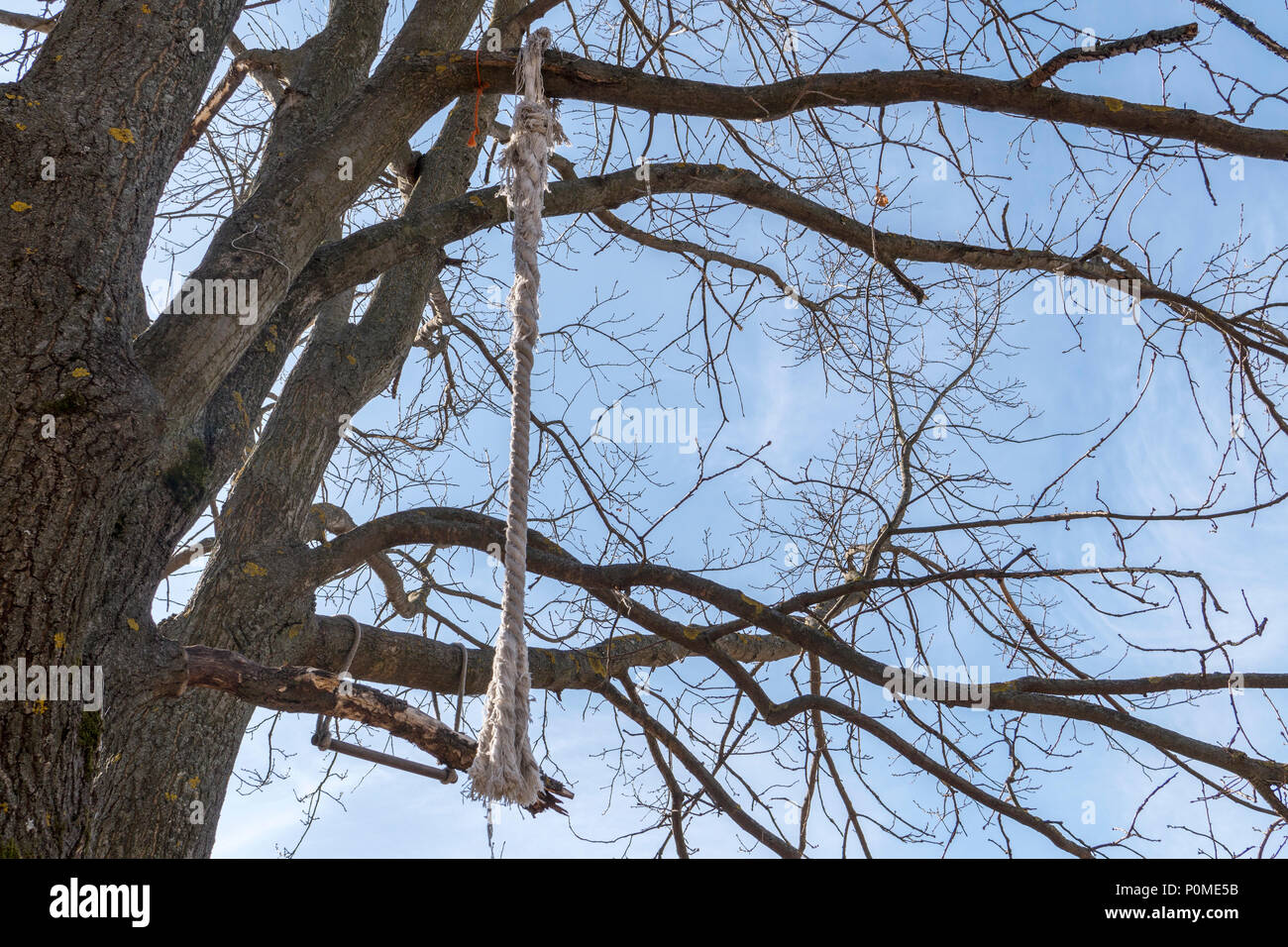 Τtree With Rope Rope tied to tree hi-res stock photography and images - Alamy