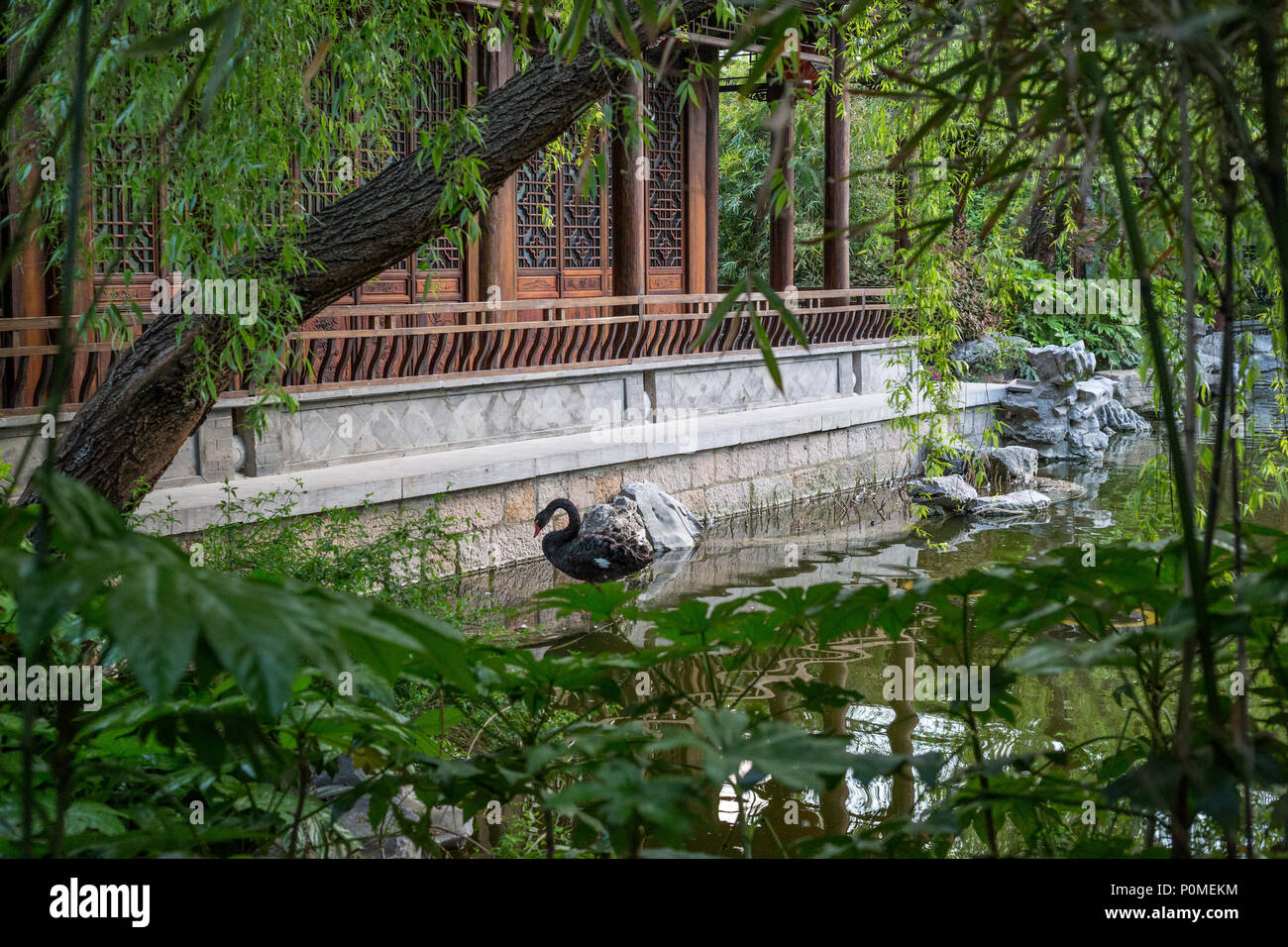 Yangzhou Jiangsu China A Black Swan In A Traditional Chinese
