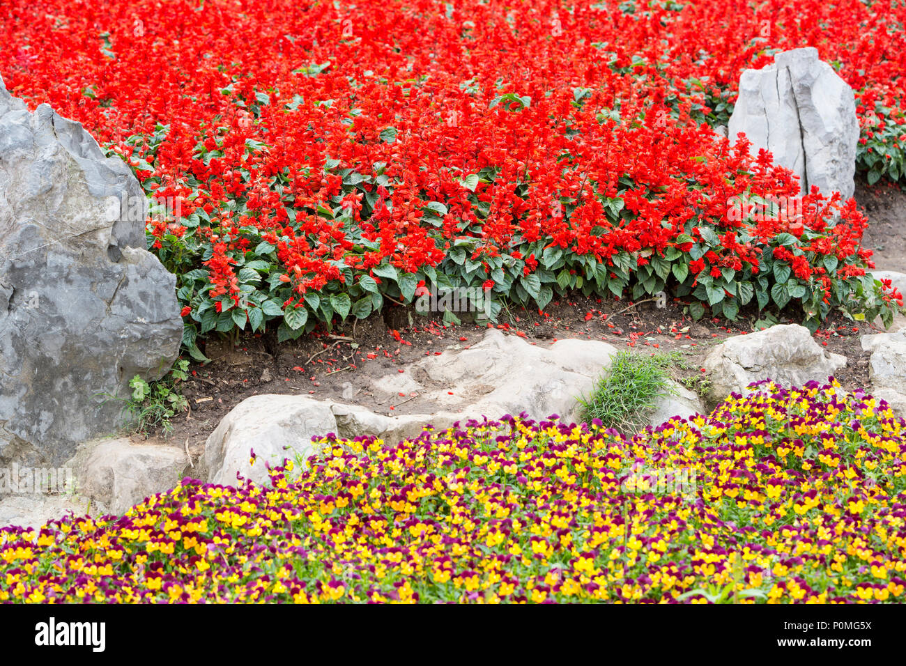 Yangzhou, Jiangsu, China.  Red Salvia (Scarlet Sage) and Violas in Slender West Lake Park Garden. Stock Photo