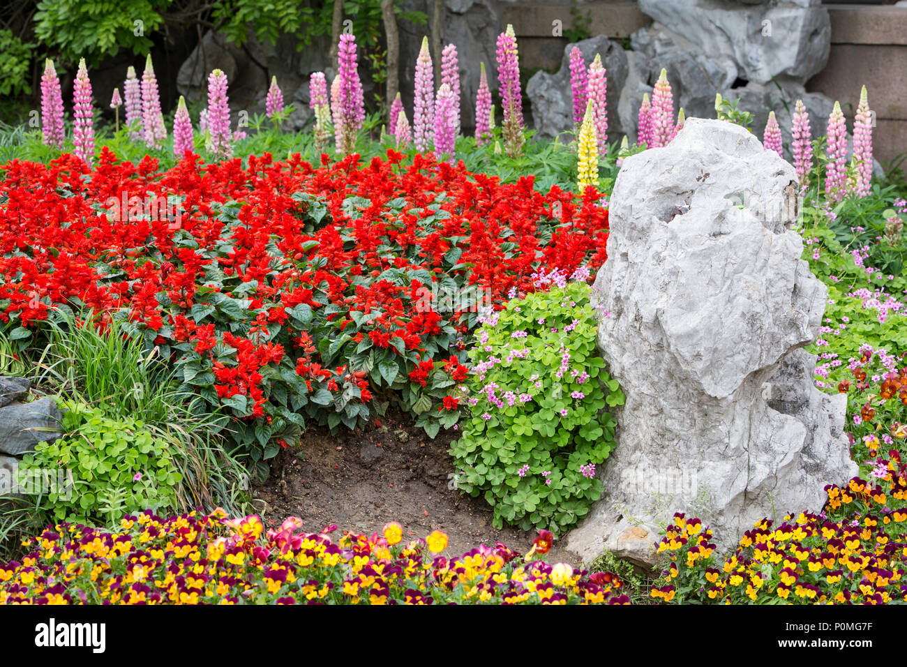 Yangzhou, Jiangsu, China.  Red Salvia (Scarlet Sage) and Rock Formation in Slender West Lake Park Garden. Stock Photo