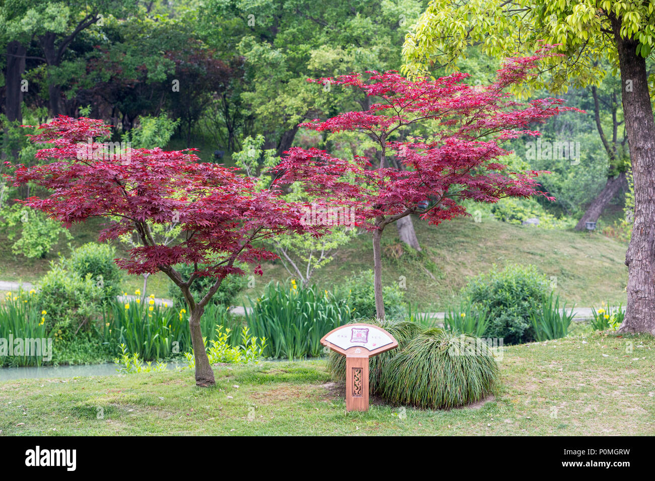 Yangzhou, Jiangsu, China.  Japanese Maple, Slender West Lake Park. Stock Photo