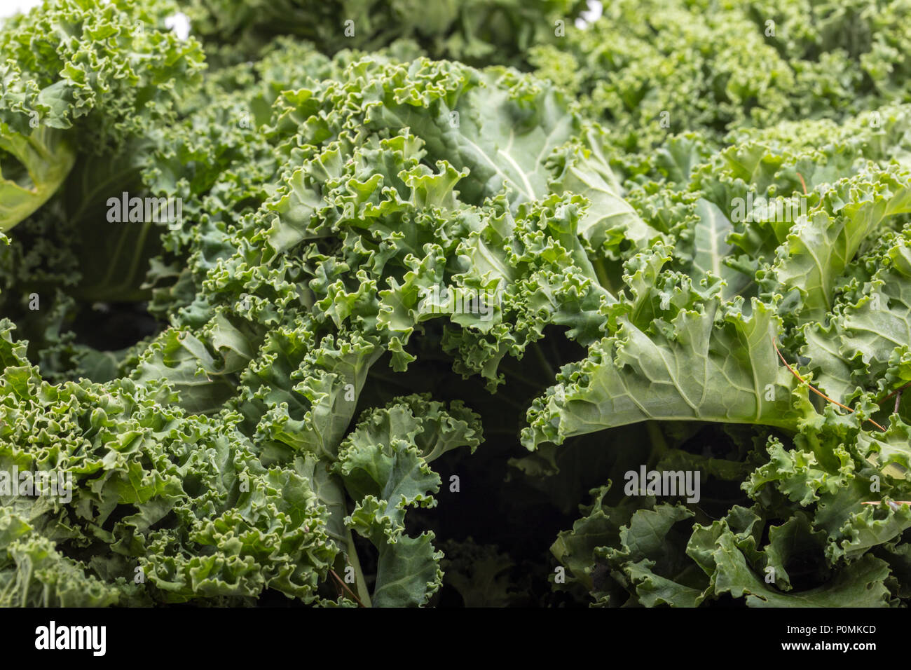A healthy fresh curly kale Stock Photo Alamy
