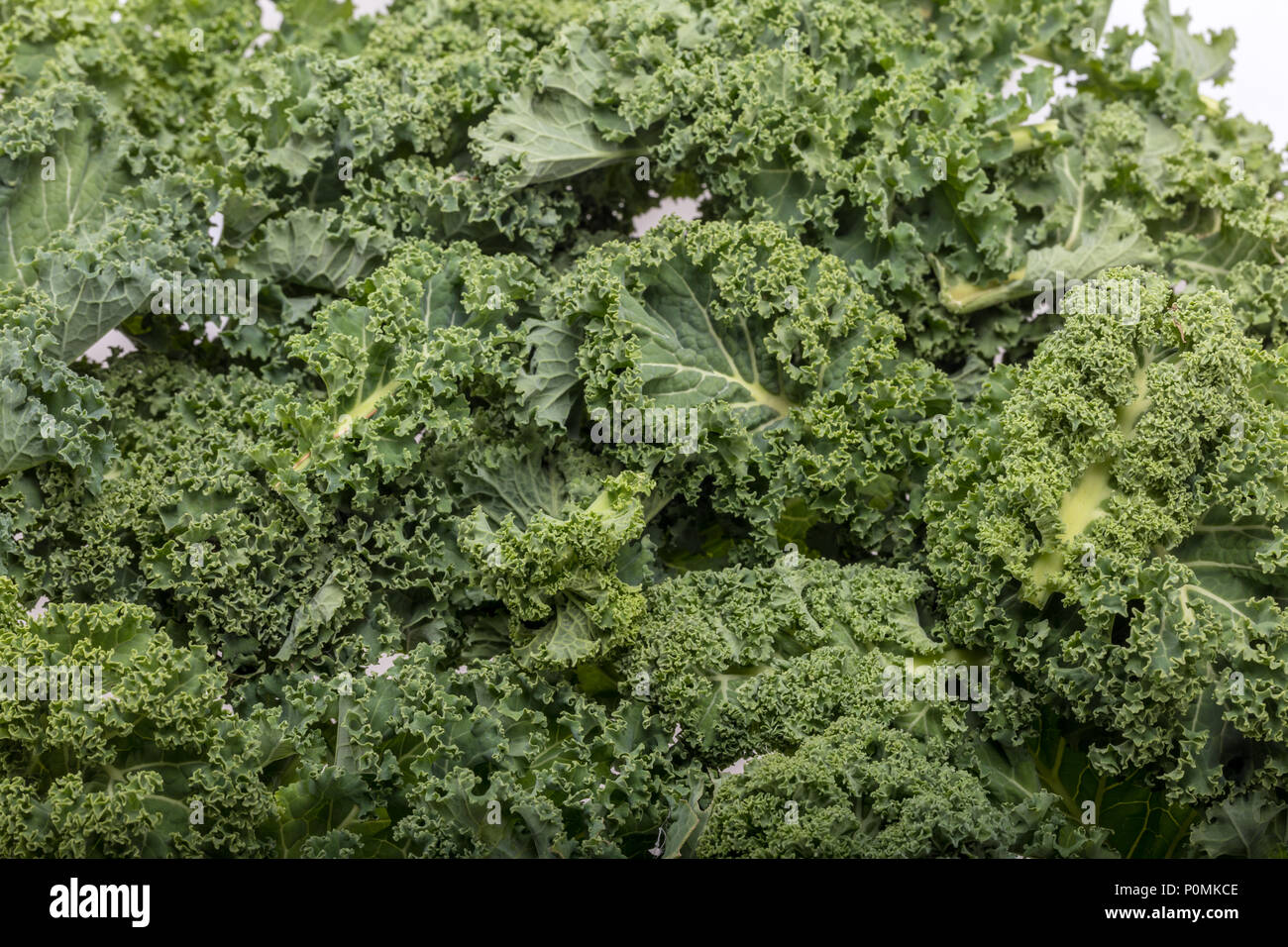 A healthy fresh curly kale Stock Photo Alamy