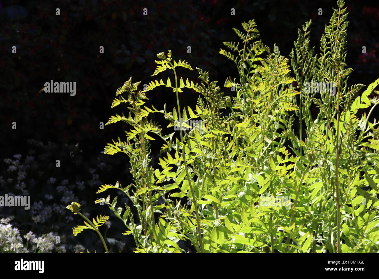 Close up of ferns growing wild Stock Photo Alamy