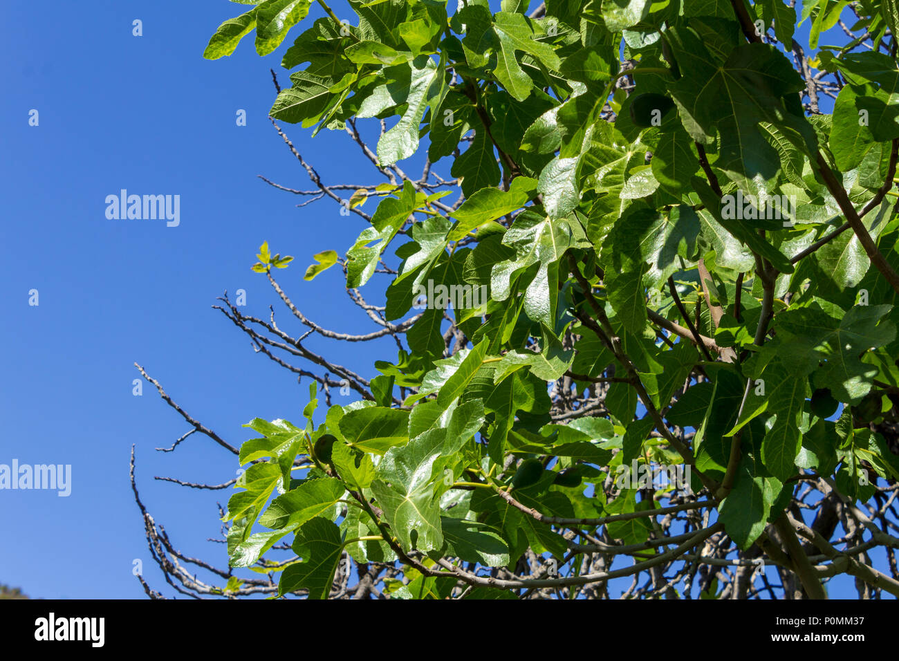 Ficus carica, Common fig tree coming into fruit, Almanzora Valley, Almeria province, Andalusia, Spain Stock Photo