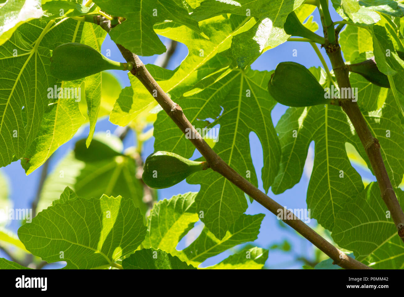 Ficus carica, Common fig tree coming into fruit, Andalucia Spain Stock Photo