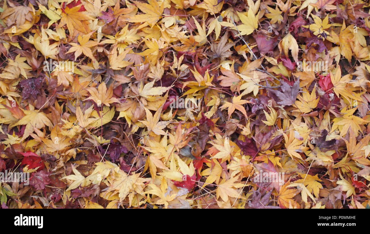 Colourful maple leaves hi-res stock photography and images - Alamy