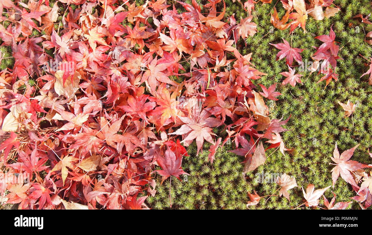Colourful maple leaves hi-res stock photography and images - Alamy
