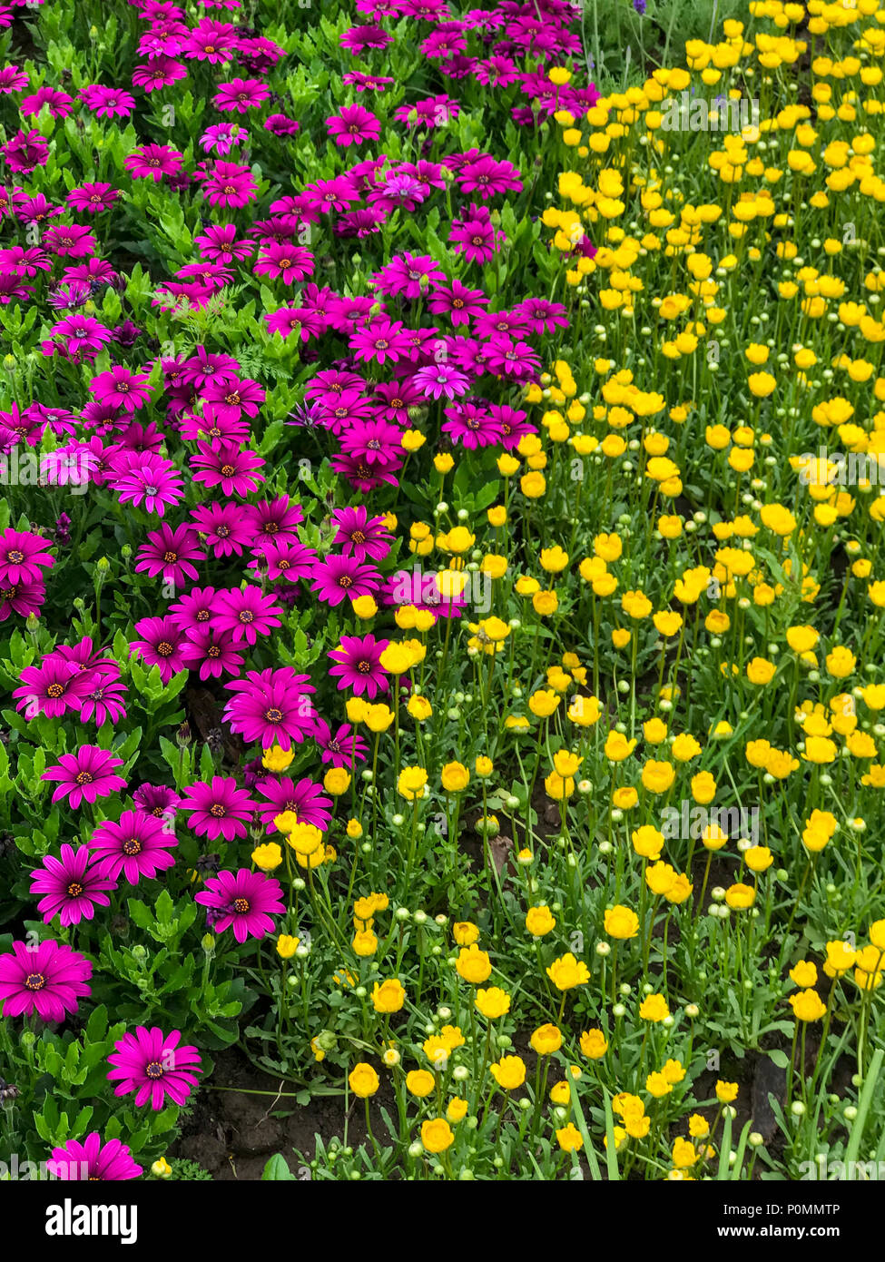 Yangzhou, Jiangsu, China.  Flower Garden in the Slender West Lake Park. Stock Photo