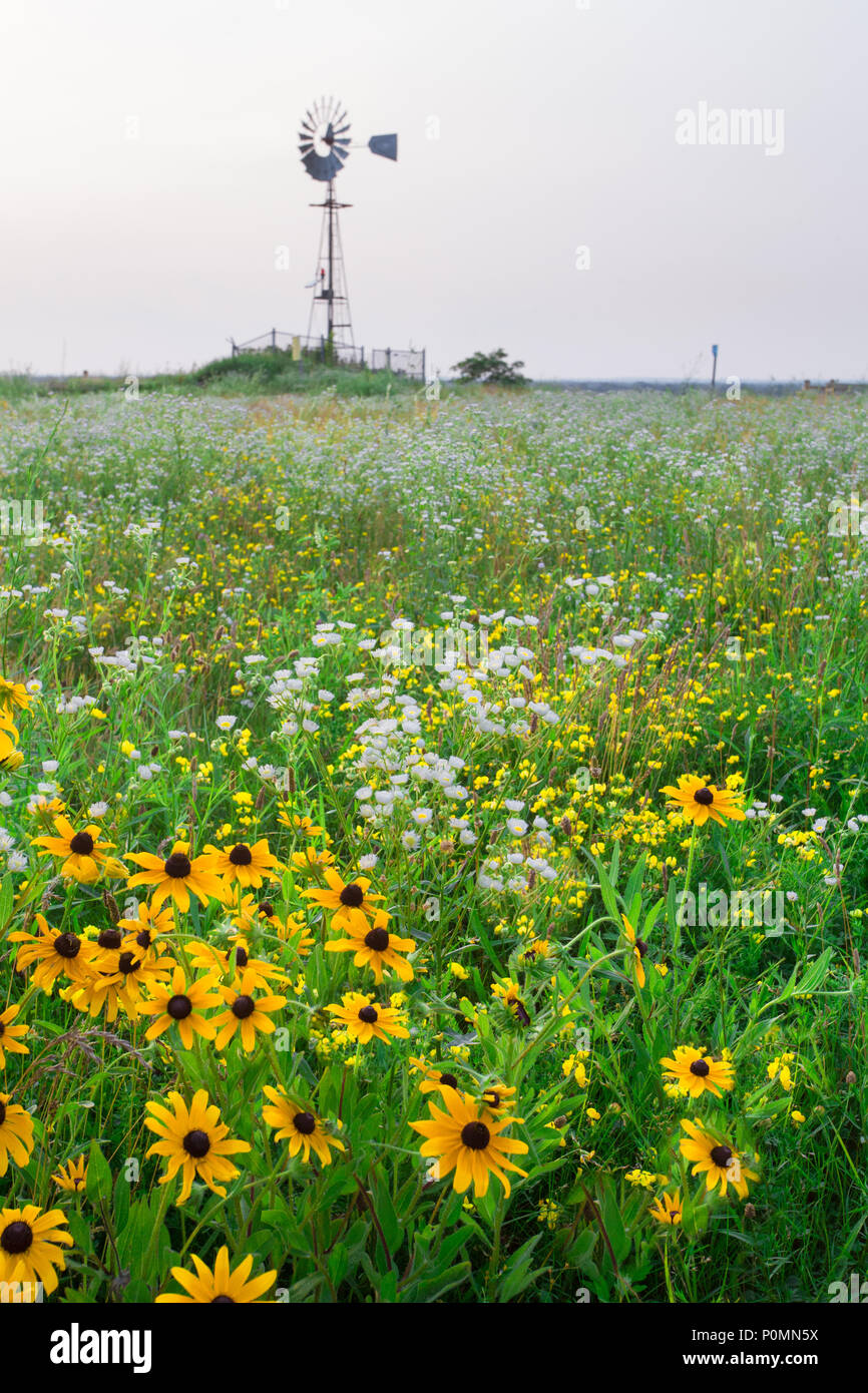 Environmental resource landscape image with field of wildflowers and