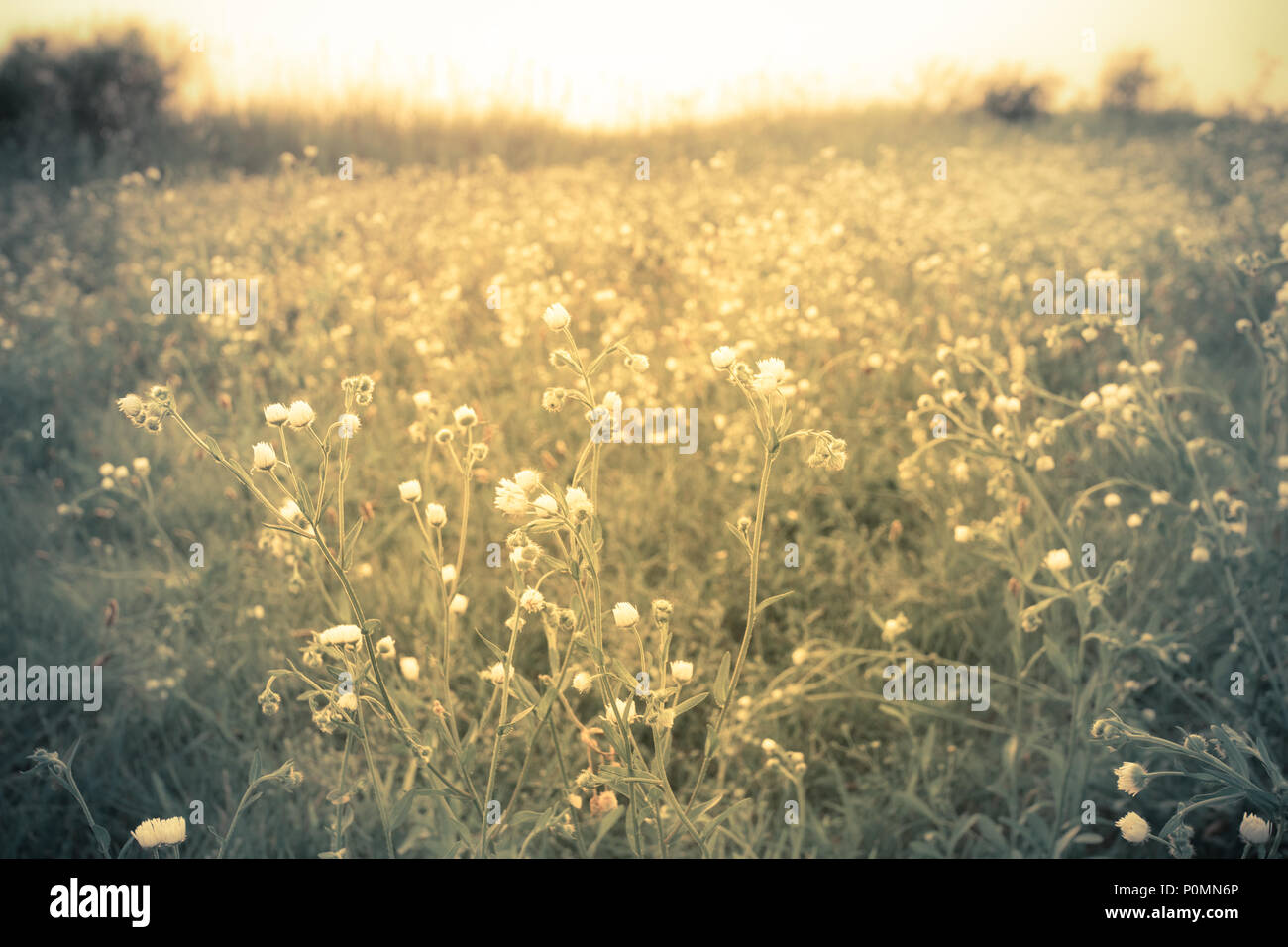 Wildflowers field sunset hi-res stock photography and images - Alamy