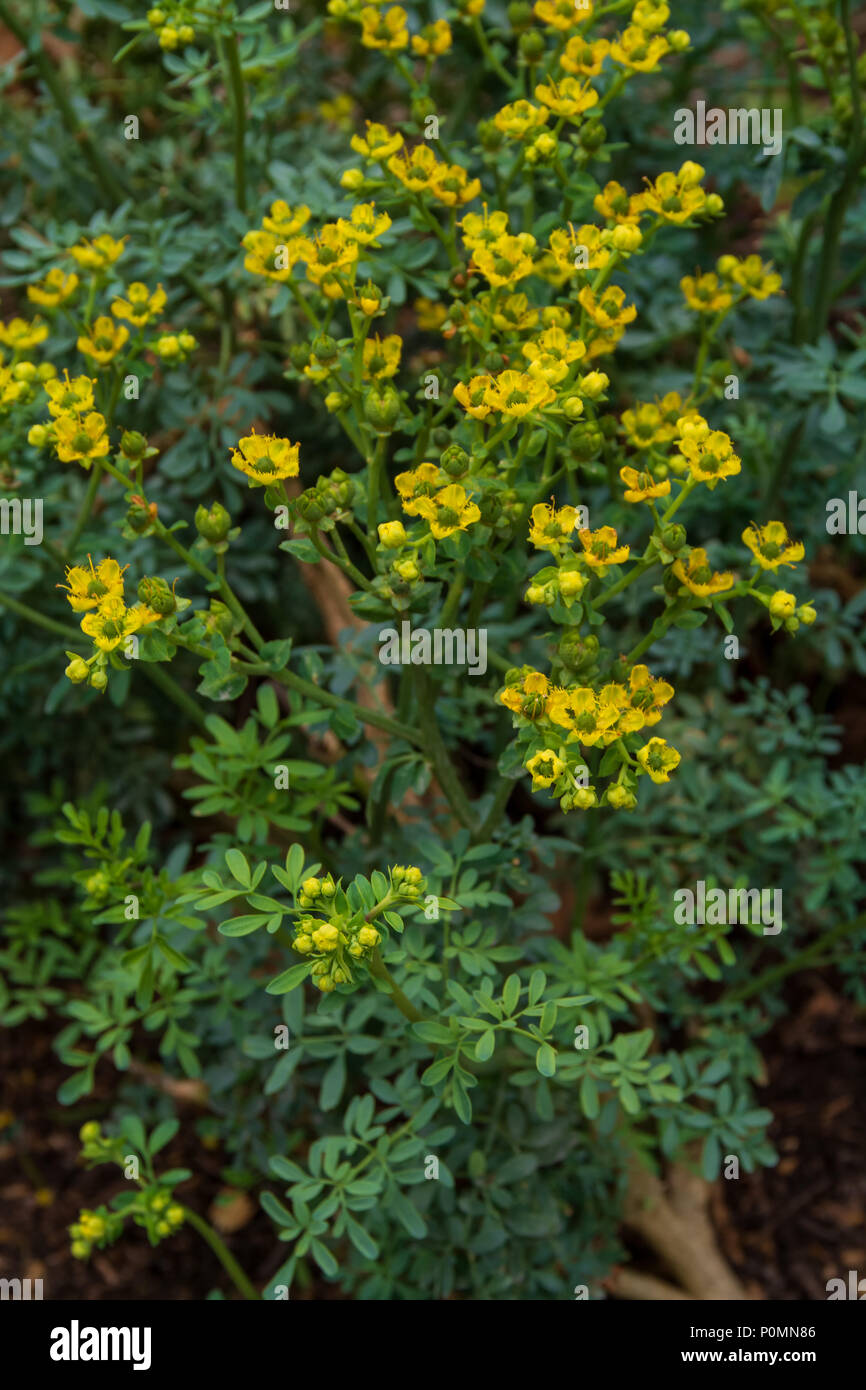 Rutacea Plant With Flowers Comun Name Arruda Scientific Name Ruta Graveolens L Stock Photo Alamy