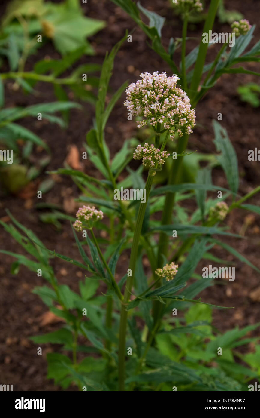 Valeriana plant with flowers, comun name Valeriana, scientific name Valeriana Officinalis Stock Photo