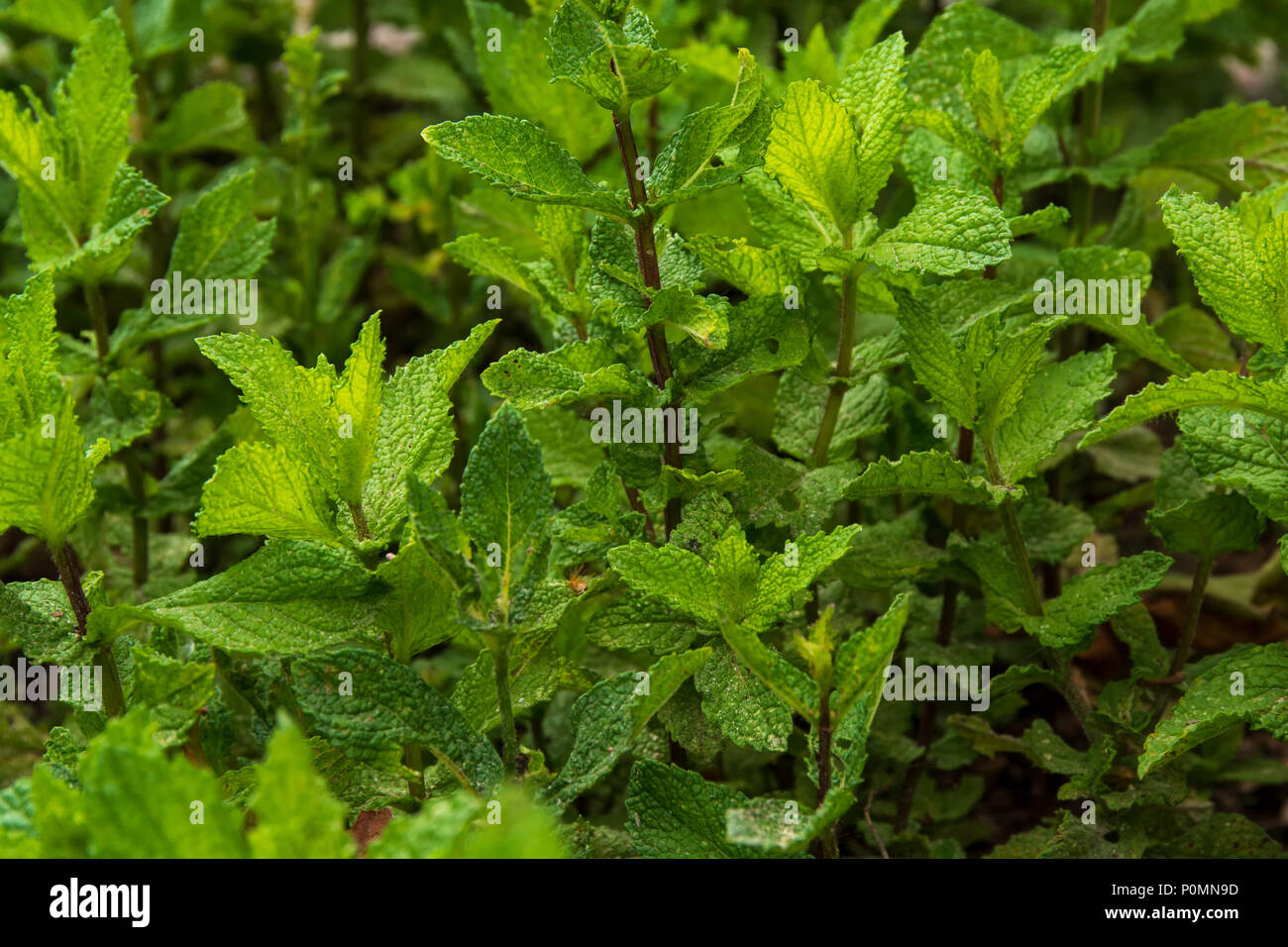 Mint plant , comun name Mint, scientific name Mentha Spicata L. Stock Photo