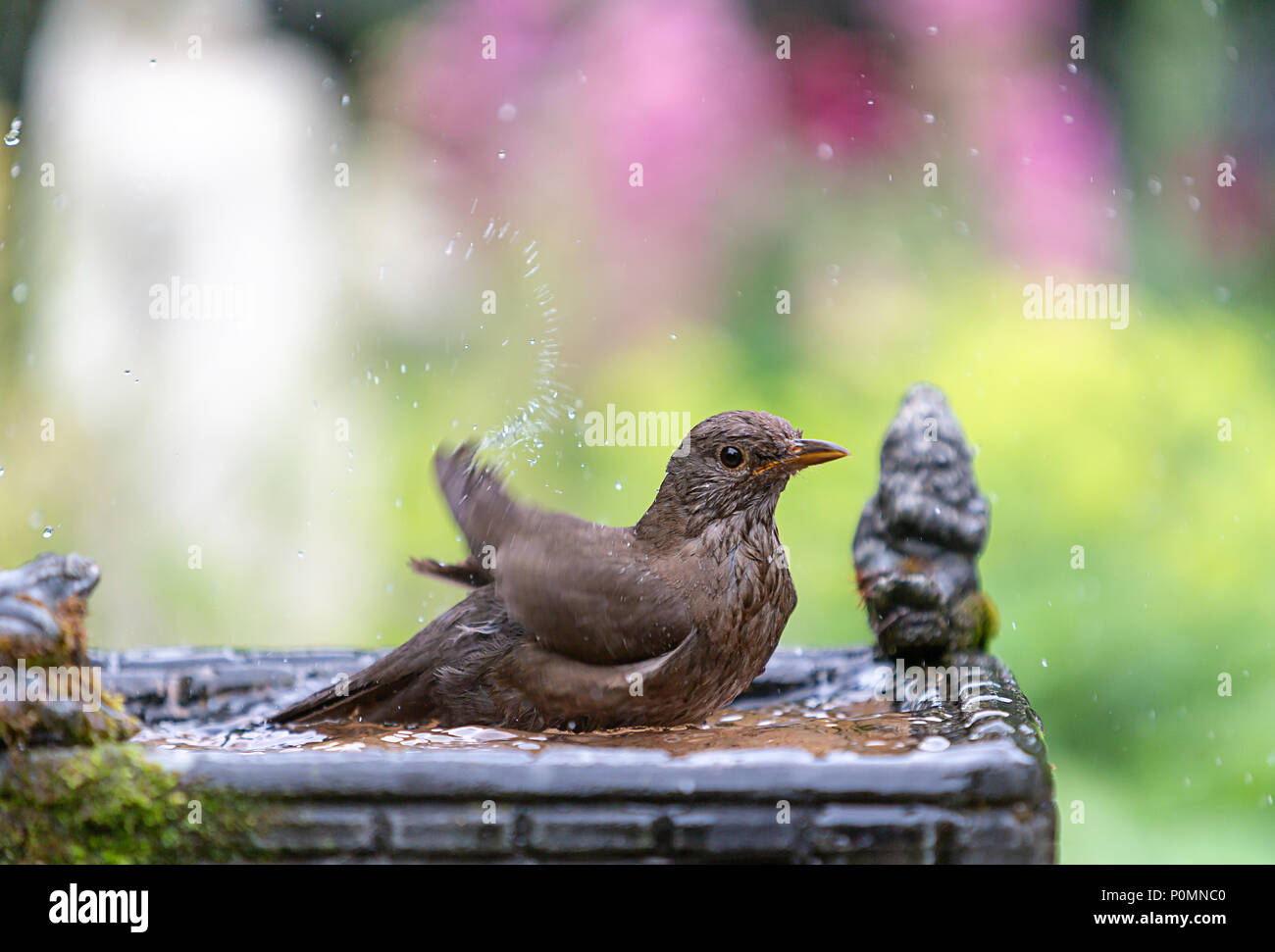 Waterbath hires stock photography and images Alamy