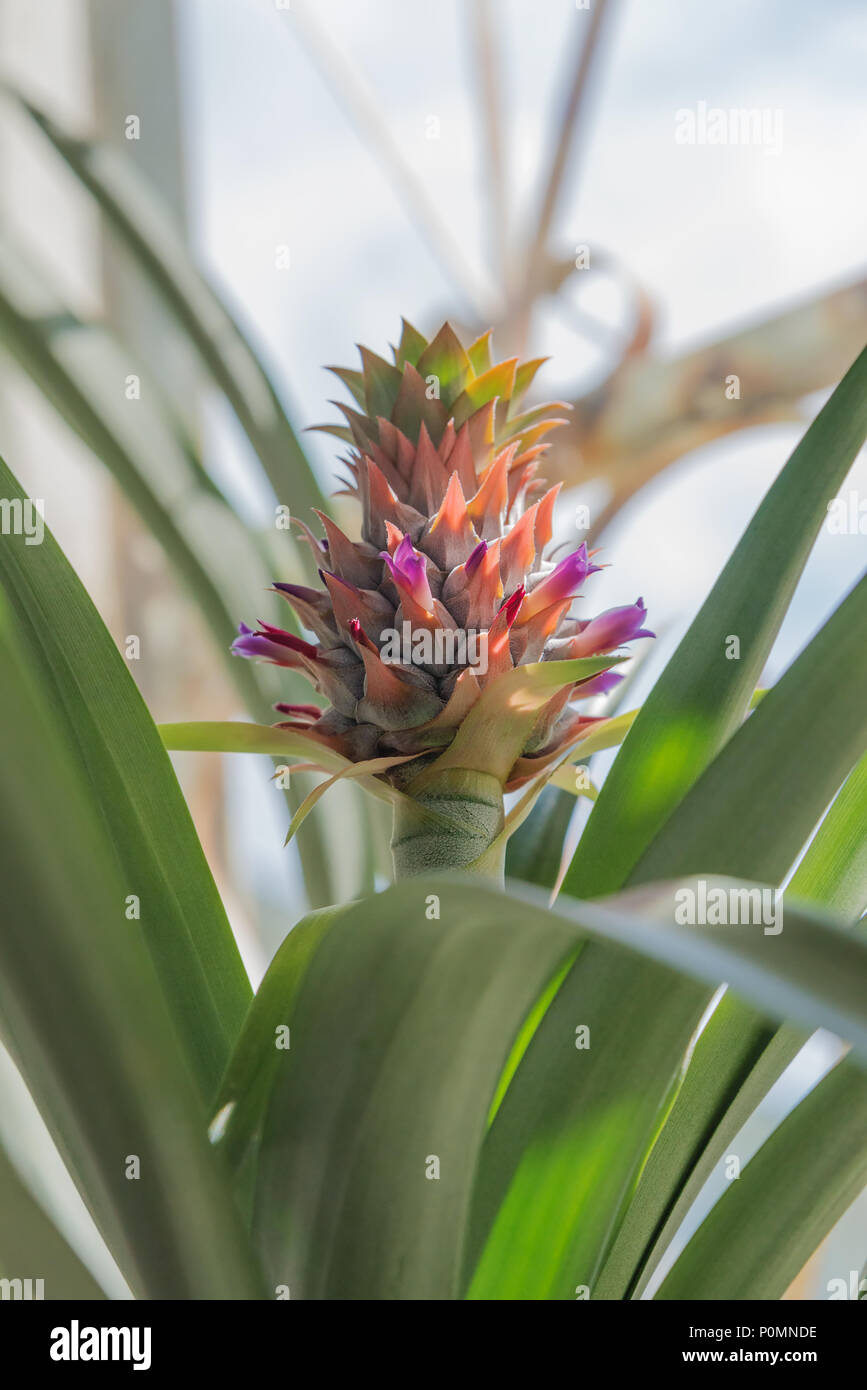 Pineapple in bloom hires stock photography and images Alamy