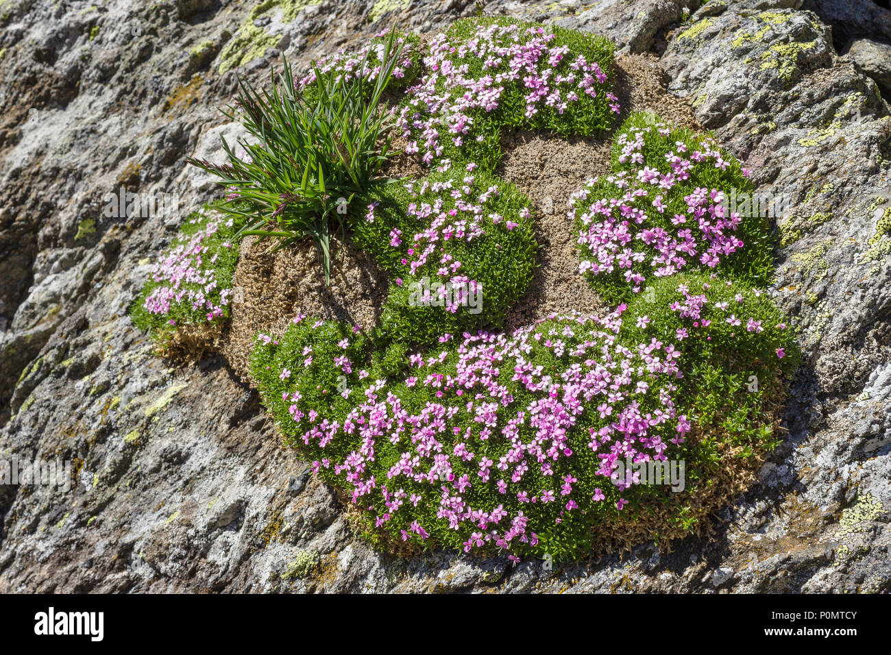 Alpine flower Silene acaulis (moss campion) on rocks. Aosta valley, Italy Stock Photo