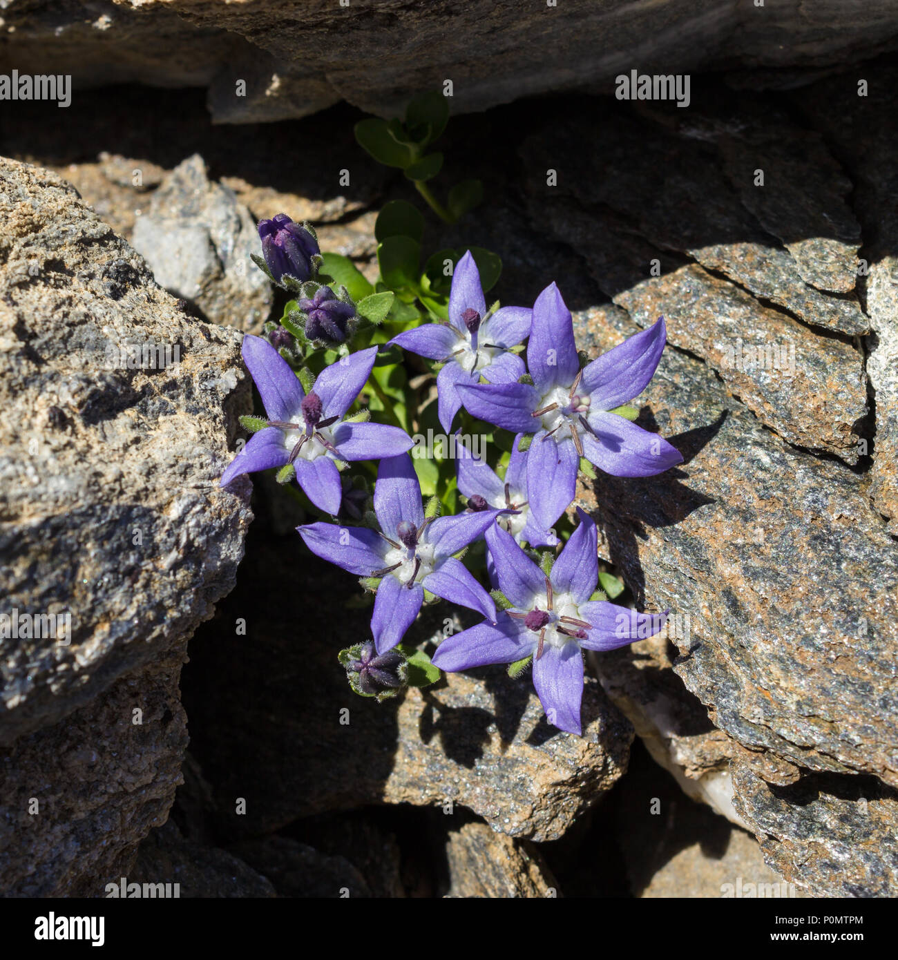 Alpine flower campanula cenisia (Mont Cenis Bellflower),  Aosta valley Italy. Photo taken at an altitude of 2800 meters. Stock Photo